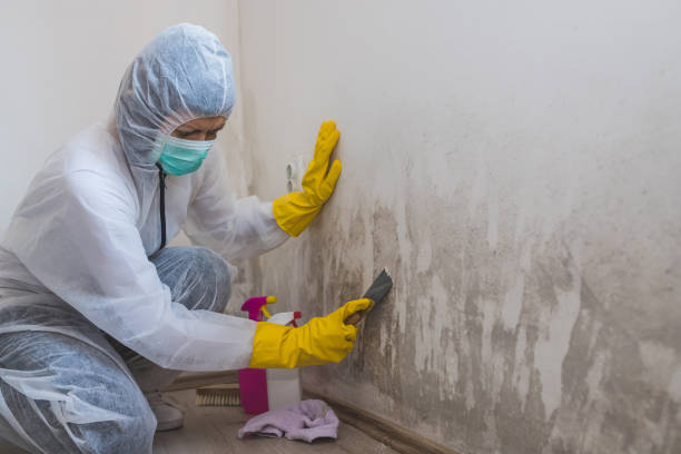 Best Residential Mold Remediation in Edgerton, KS